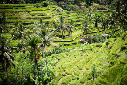 Rice fields