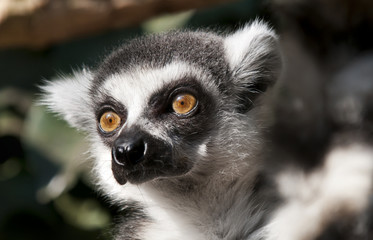 Obraz premium Ring-tailed lemur