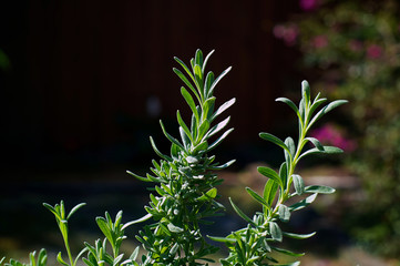 lavender potpourri plant