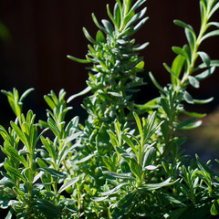 lavender plant