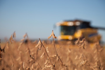Soybean planting during harvest.