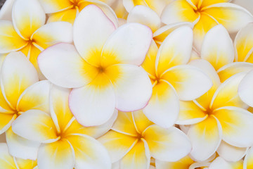 Fototapeta premium Plumeria flower background
