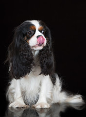 adorable king charles spaniel dog on black