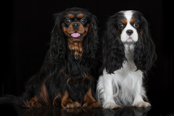 two cavalier king charles spaniel dogs on black