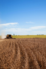 Obraz premium Soybean field being harvested.