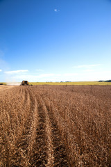 Naklejka premium Harvester making harvesting soybean field - Mato Grosso State -