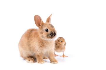 Easter bunny and Easter Chicken on white background Easter card
