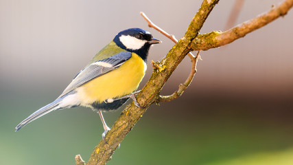 Titmouse is a natural in the wild.