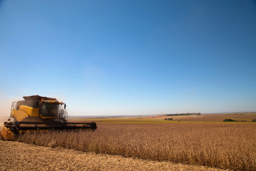 Fototapeta premium Agricultural machine harvesting soybean field.