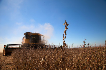 Obraz premium Soybean plant at harvest.