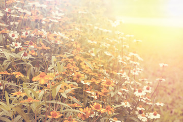 Art high light; daisy field flowers Natural background, retro fi