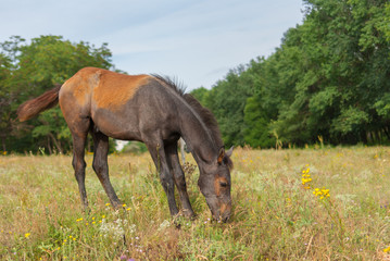 Cute foal on a summer pasture