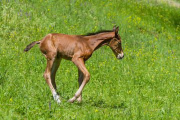 Newborn foal having fun on a summer pasture