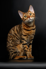 bengal cat sitting on black and cute looking