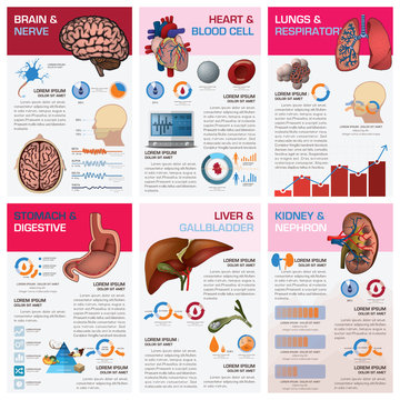 Internal Human Organ Health And Medical Chart Diagram Infographi