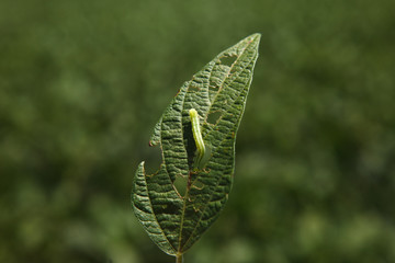 Helicoverpa caterpillar eating leaf in soybean planting.
