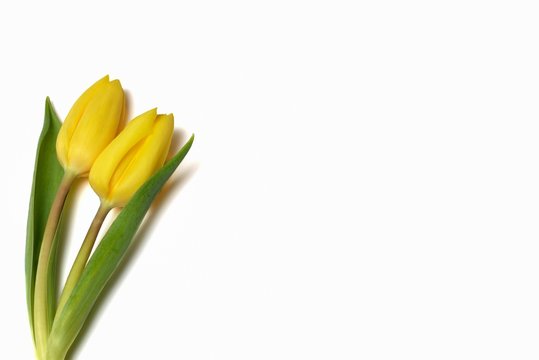 Tulipani  su sfono bianco