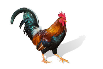 hawaiian rooster isolated on white