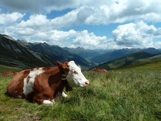 Fototapeta na wymiar Kuh auf Alm
