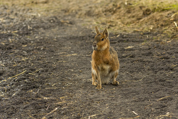three-legged patagonian mara