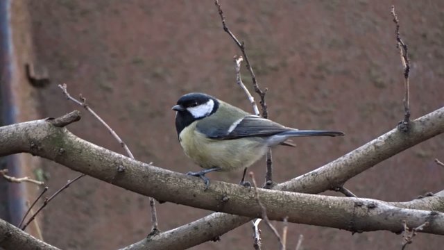 Tit on a tree
