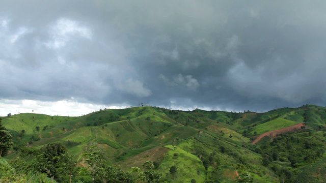 Green corn field in Loei province, Thailand