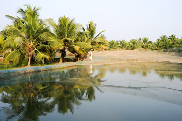 Plakat Shrimp farm on the backwaters of Kollam