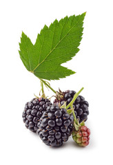 Black raspberry isolated