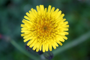 Margherita Gialla Selvatica