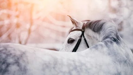 Fotobehang Portret van een grijs sportpaard in de winter © Azaliya (Elya Vatel)