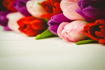 Colorful tulips