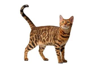 Cercles muraux Chat bengal cat walking on white