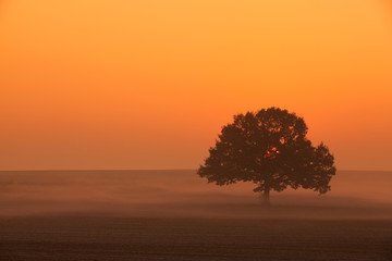 Memorable lonely tree in the morning mist