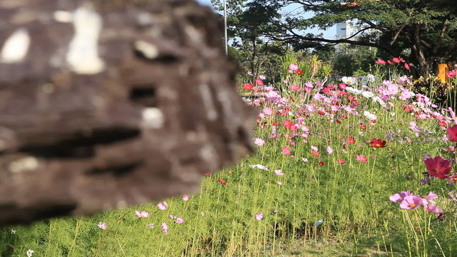 cosmos flowers in the garden, dolly scene