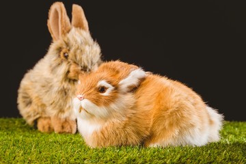 Obraz premium Ginger bunny rabbit