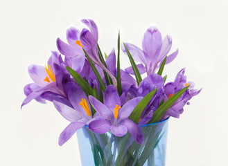 Purple spring crocus flowers.