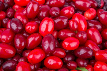 background with berries dogwood