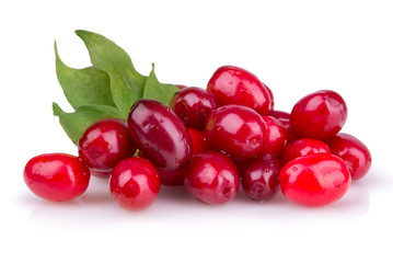 dogwood berries with leaves