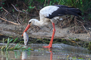 white stork (ciconia ciconia) © porojnicu