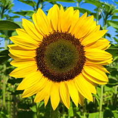 Fototapeta premium Sonnenblume auf dem Feld