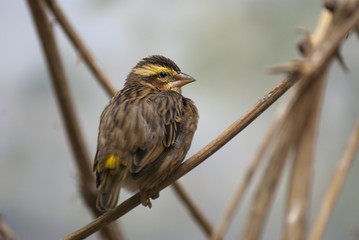 trzciniak © Henryk Olszewski