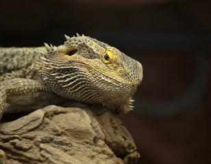 Fototapeta premium gekon