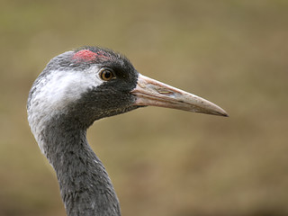 żuraw © Henryk Olszewski