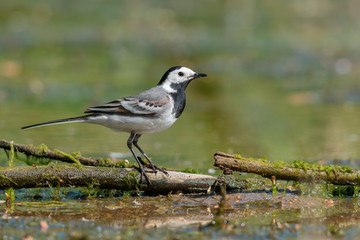 Fototapeta premium White Wagtail