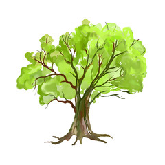 Fototapeta premium Tree vector illustration hand drawn painted watercolor