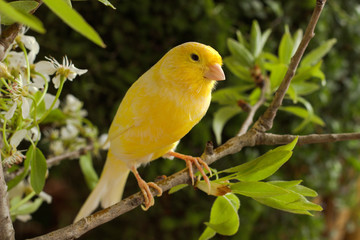 Obraz premium Canary on a branch pear.