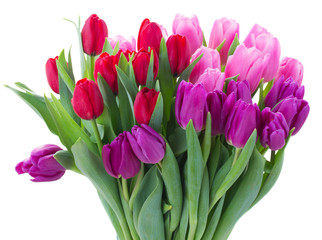 bouquet of  red and purple  tulip flowers