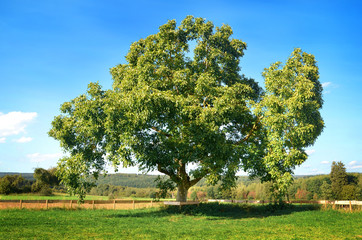 Großer alter Walnussbaum – Juglans regia