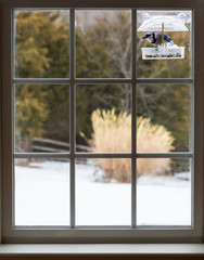 Blue Jay in window bird feeder on snowy day