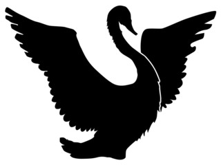 swan